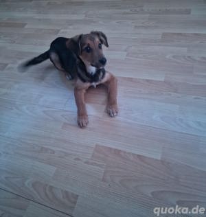 Belgischer schäferhund Welpe zu verkaufen  Bild 2