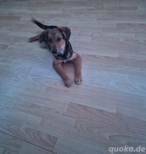 Belgischer schäferhund Welpe zu verkaufen  Bild 1