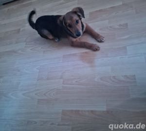 Belgischer schäferhund Welpe zu verkaufen  Bild 3