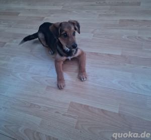 Belgischer schäferhund Welpe zu verkaufen  Bild 4