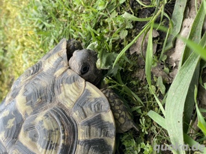 Weibl. Schildkröte Thb von 2009 abzugeben