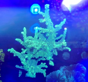 Meerwasser Korallen Ableger Sinularia Mint Green Bild 1