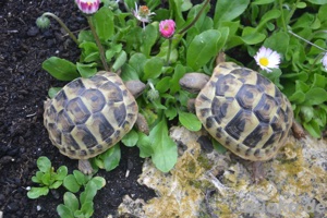 Griechische (dalmatische) Landschildkröten Testudo hermanni hercegovinensis