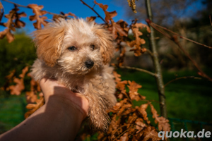 Echte Teacup Maltipoo - Mini Maltipoo - Selten & Exklusiv - Gesundheitsgeprüft 