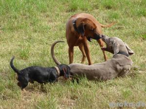 Tierbetreuung Housekeeping Katzenbetreuung, Katzensitter, Hundebetreuung, Hundesitter Bild 2