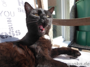 Tierbetreuung Housekeeping Katzenbetreuung, Katzensitter, Hundebetreuung, Hundesitter Bild 4