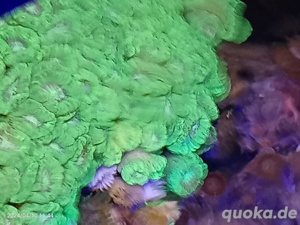 meerwasser Caulastraea neon Bild 2