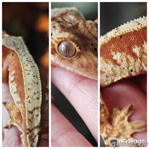 Correlophus ciliatus - Kronengecko - Crested Gecko 1.0 Bild 1