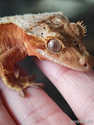 Correlophus ciliatus - Kronengecko - Crested Gecko 1.0 Bild 3