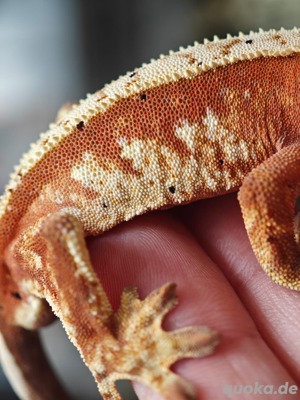 Correlophus ciliatus - Kronengecko - Crested Gecko 1.0 Bild 4