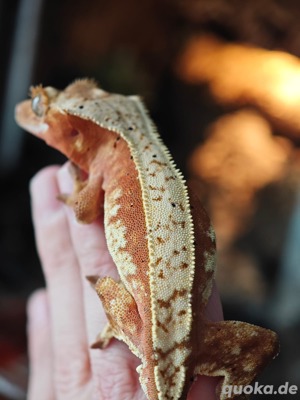 Correlophus ciliatus - Kronengecko - Crested Gecko 1.0 Bild 2