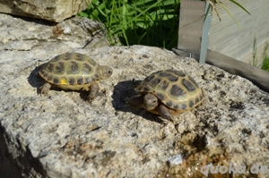  Junge Landschildkröten (Vierzehenschildkröten) 2022-23 Bild 3