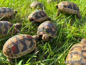 Breitrandschildkröten NZ