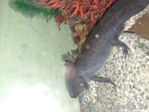 Axolotl wildling Bild 1
