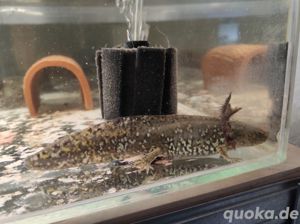 Axolotl Wildling - Mosaik Bild 4