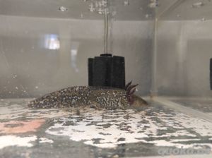 Axolotl Wildling - Mosaik Bild 10