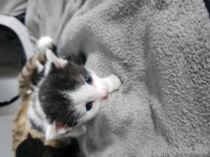 Kitten  Bild 3