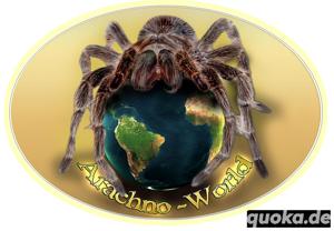 Madagaskar-Fauchschaben  Schokoschaben  Argentinische Waldschaben Vogelspinnen-Futter Arachno-World Bild 2