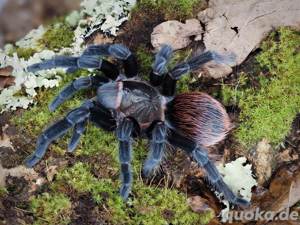Vogelspinnen und andere wirbellose Tiere   Arachno-World