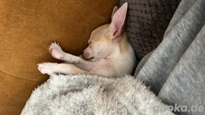 Chihuahua Rüde Rocky Bild 4