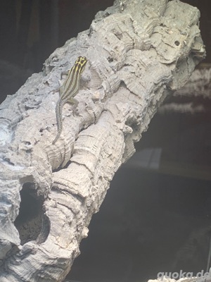 1,1 Streifenzwergtaggecko ( Lygodactylus kimhowelli ) Bild 3
