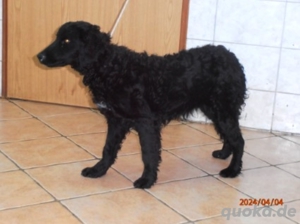 Simon kroatischer Schäferhund Mischlingsrüde Mischling Rüde Junghund sucht Zuhause oder Pflegestelle Bild 2