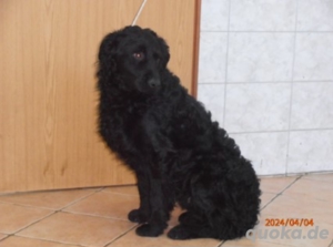 Caspar kroatischer Schäferhund Mischlingsrüde Mischling Rüde sucht Zuhause oder Pflegestelle Bild 10