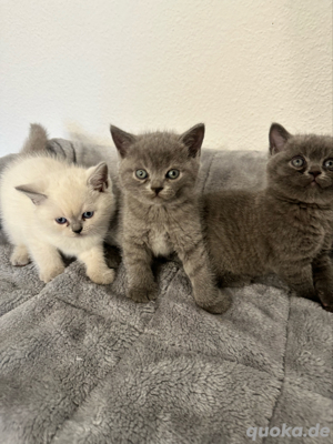 BKH Kitten Katzenbabys zu verkaufen Bild 1