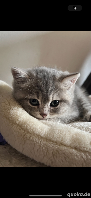 Reinrassige Britisch Kurzhaar Kitten mit Stammbaum Bild 9