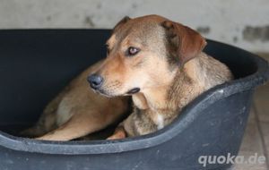 Anna, geb. ca. 03 2021, lebt in GRIECHENLAND, bei Kassiani in Serres Bild 8