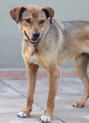 Anna, geb. ca. 03 2021, lebt in GRIECHENLAND, bei Kassiani in Serres Bild 6