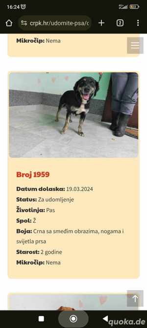 Labrador Mix Hündin 2J lieb verschmust noch in Kroatien im Tierheim Ausreise nach Adoption Bild 4