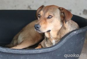 Anna, geb. ca. 03 2021, lebt in GRIECHENLAND, bei Kassiani in Serres Bild 9