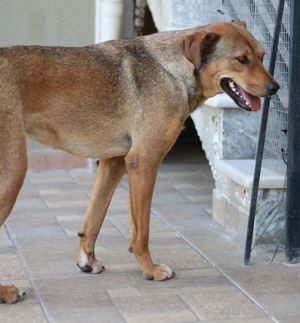 Anna, geb. ca. 03 2021, lebt in GRIECHENLAND, bei Kassiani in Serres Bild 3