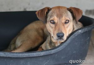 Anna, geb. ca. 03 2021, lebt in GRIECHENLAND, bei Kassiani in Serres Bild 10