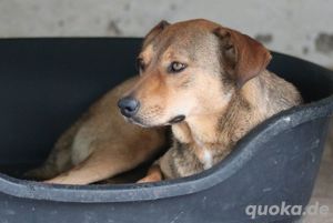 Anna, geb. ca. 03 2021, lebt in GRIECHENLAND, bei Kassiani in Serres Bild 7