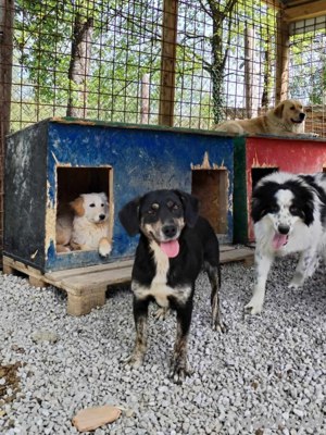 Labrador Mix Hündin 2J lieb verschmust noch in Kroatien im Tierheim Ausreise nach Adoption Bild 2