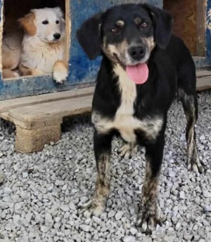 Labrador Mix Hündin 2J lieb verschmust noch in Kroatien im Tierheim Ausreise nach Adoption Bild 1