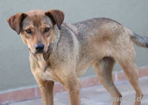 Anna, geb. ca. 03 2021, lebt in GRIECHENLAND, bei Kassiani in Serres Bild 5