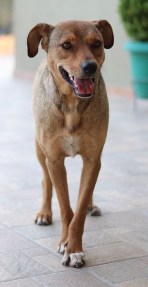 Anna, geb. ca. 03 2021, lebt in GRIECHENLAND, bei Kassiani in Serres Bild 2