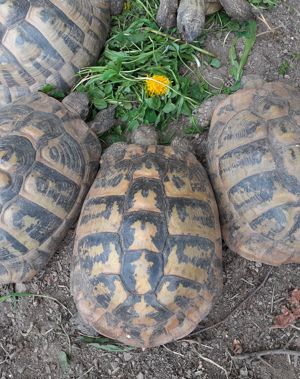  Landschildkröten weiblich Bild 1