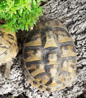  Landschildkröten weiblich Bild 2
