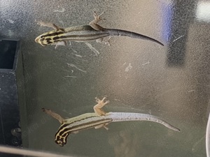 1,1 Streifenzwergtaggecko ( Lygodactylus kimhowelli ) Bild 1