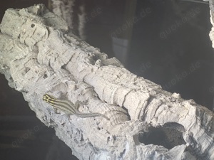 1,1 Streifenzwergtaggecko ( Lygodactylus kimhowelli ) Bild 3