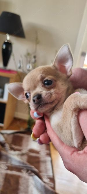 Chihuahua  (kurzhaarig)  sucht Zuhause  Bild 10