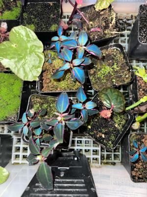 sarcopyramis sp. sumatra, fluoreszierende pflanzen, tropisch, exotisch, Rarität, Terrarium Bild 2