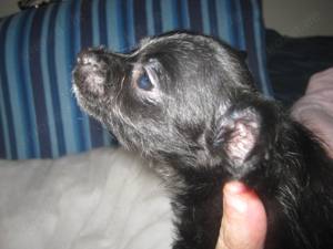 Süße Chihuahua Pudel Mischlinge Bild 10