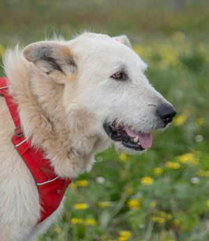 Obelix, ein tapferer Bursche! Bild 2