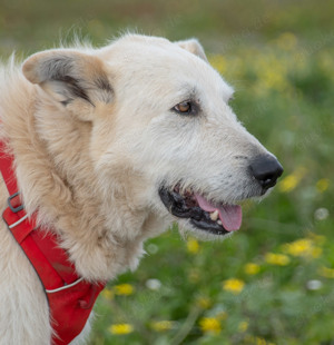 Obelix, ein tapferer Bursche! Bild 6