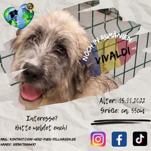 Sanfter Riese Vivaldi sehnt sich nach Familie